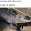 Croco