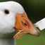 Chaotic Neutral Goose