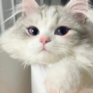 Big Avatar