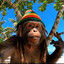 Rasta Monkey