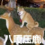 伯母请用茶