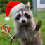 Jolly_Racoon