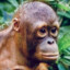 Orangutan (Bald)