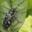 longhorn beetle avatar