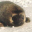Sleepyy