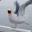 MajesticSeagull