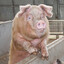 baiter schwein