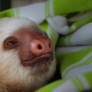 TwoToedSloth