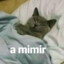 A mimir Cat