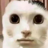 Zesty Cat