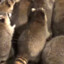 a bunch of raccoons