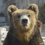 神他喵熊的力量