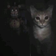 котик