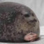 Tiddle