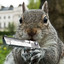 Metal Gear Squirrel