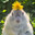 What the chicken