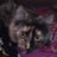 ClauClau