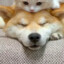 潮