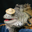 iguana lagalto