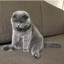 You are my Meow Meow~