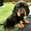 Dachshund