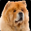 ElChowChow