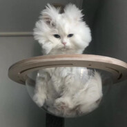 达芙迪尔的毛线球