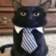 Job Kitty