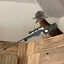Pigeon Overwatch