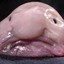 Blobfish2323