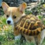 turtle dog