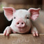 Piglet King