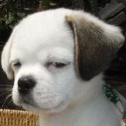 别BB这锅我背了