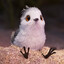 Birdy