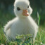 Quack