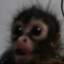 xNotiFox