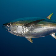 Tuna