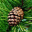 Pinus nigra