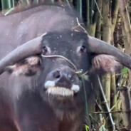 谁懂麻吉那一口潭