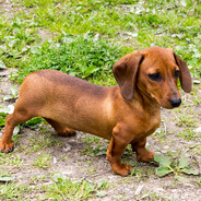 Longdog the dog