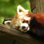 RedPanda