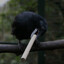 crow.lungs