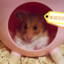 Happy hamster