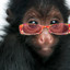 macaco de óculos