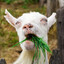 Caffeinated_Goat