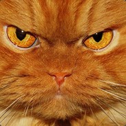 幼稚园的猫