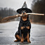 Dog Witch