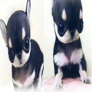 𝕲 𝖎 𝖆 𝖓 ♰