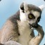 Lemur