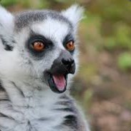 kang